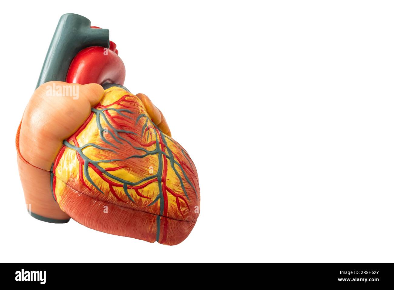 Anatomia del cuore umano e il suo complesso sistema vascolare isolato su sfondo bianco con il concetto di ritaglio del tracciato di clipping per la salute cardiovascolare, SC medico Foto Stock