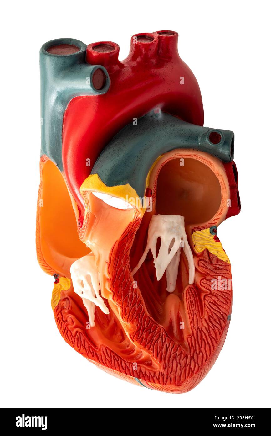 Sezione trasversale intricata del muscolo cardiaco isolato su sfondo bianco con tracciato di ritaglio concetto per cardiologia, studio del corpo umano e medicina Foto Stock