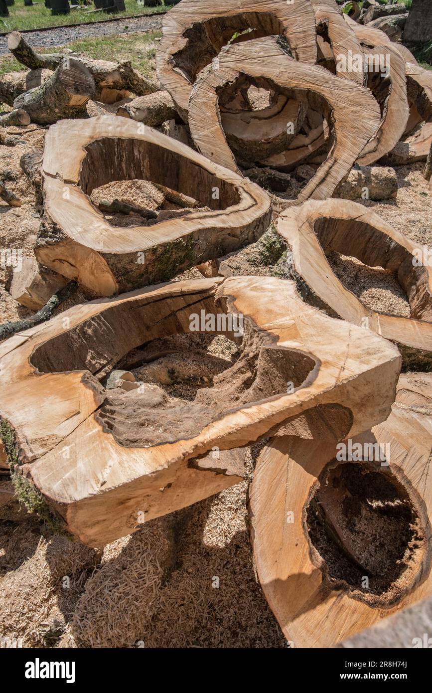 Il problema chiaro che richiede la rimozione di un albero nel cimitero della chiesa di San Marys a Long Preston. Notare gli enormi spazi vuoti nel legname segato. Foto Stock