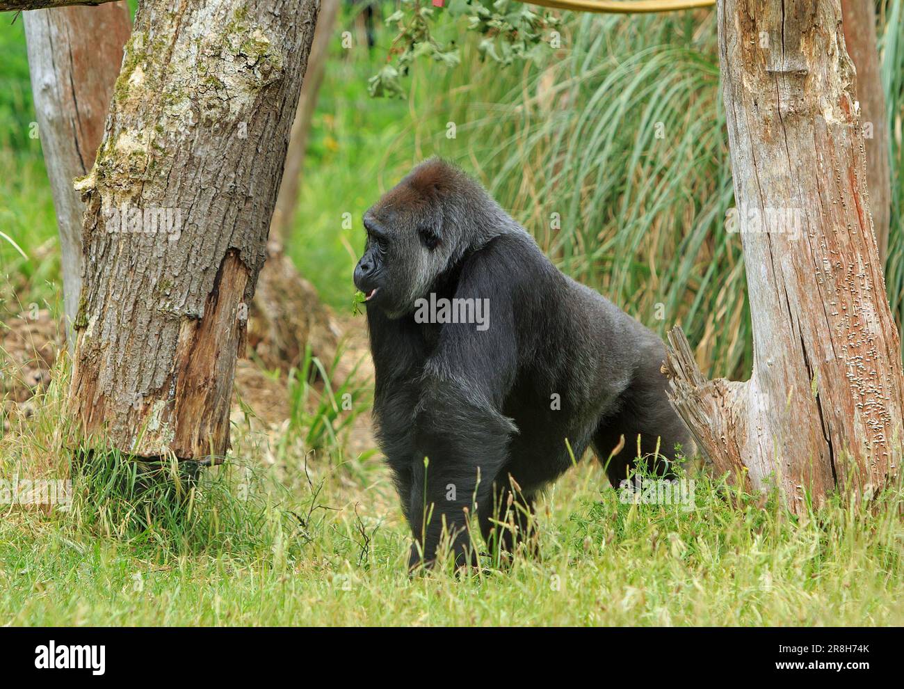 western Lowland silverback Gorilla camminando attraverso la giungla incorniciata tra due alberi Foto Stock