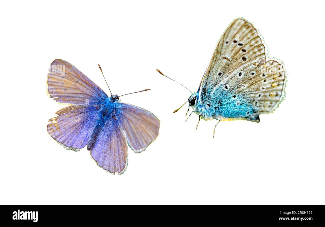 farfalla lycaenidae isolata su bianco Foto Stock