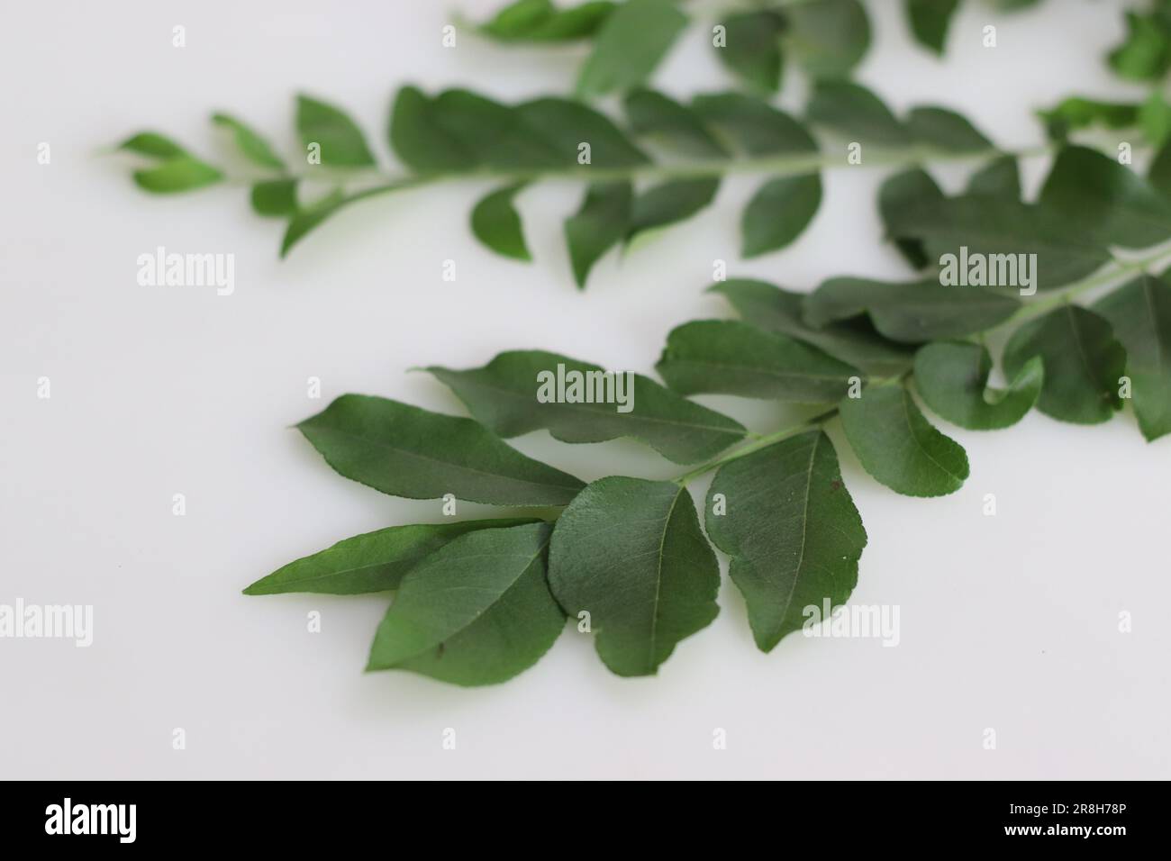 Le foglie di curry sono il fogliame dell'albero di curry o di Murraya koenigii. Sono altamente aromatici e hanno un sapore unico con note di agrumi. Sono u Foto Stock