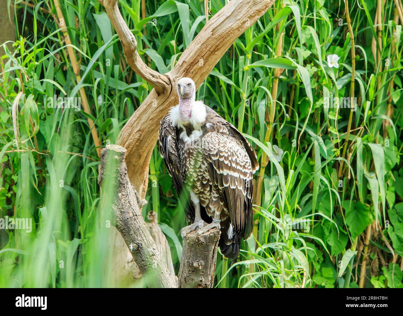 L'avvoltoio di griffone di Rüppell arroccato su un grande ceppo di alberi su uno sfondo vegetativo verde e lussureggiante Foto Stock