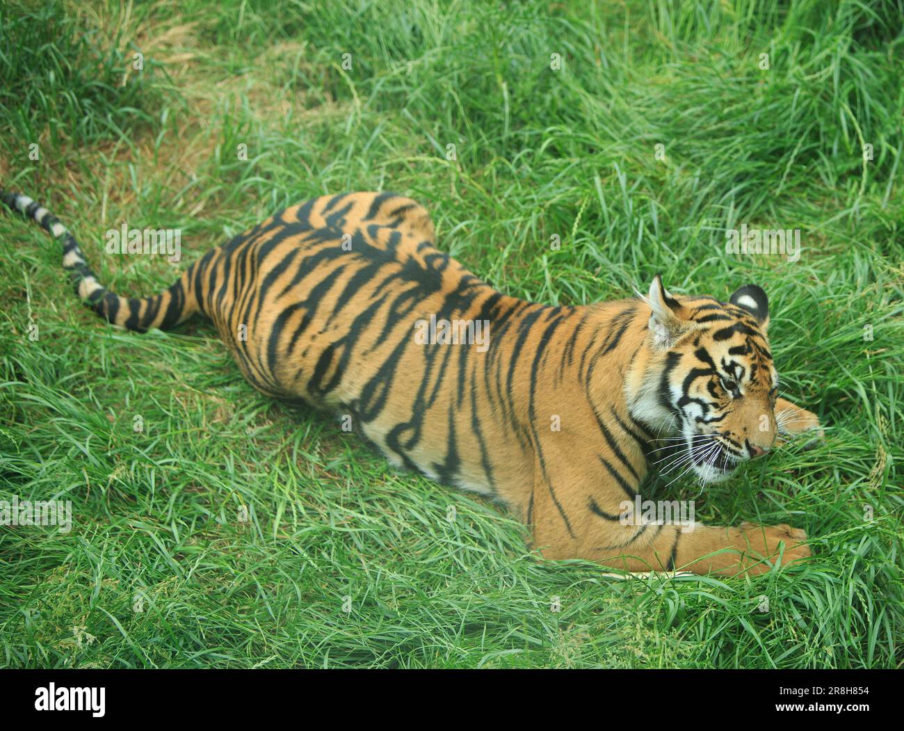 Sumatran Tiger Adolescent Cub adagiato su erba verde fresca Foto Stock