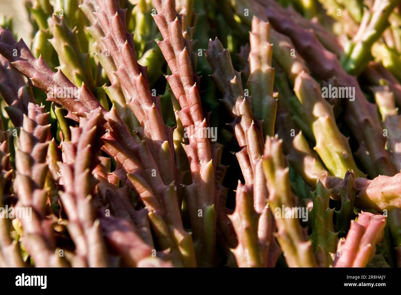 Pianta succulenta Foto Stock