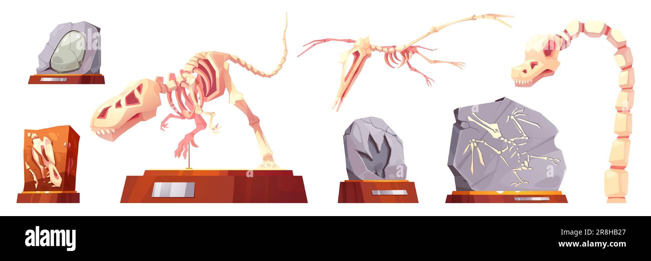 Set di cartoni animati di scheletri di dinosauro e pietre fossili con impronte animali preistoriche isolate su sfondo bianco. Illustrazione vettoriale di mostre del museo archeologico su stand, rocce antiche, ossa dino Illustrazione Vettoriale