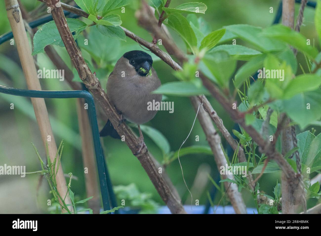 Una Bullfinch eurasiatica (UK) donna che mangia semi da un'erbaccia. Foto Stock