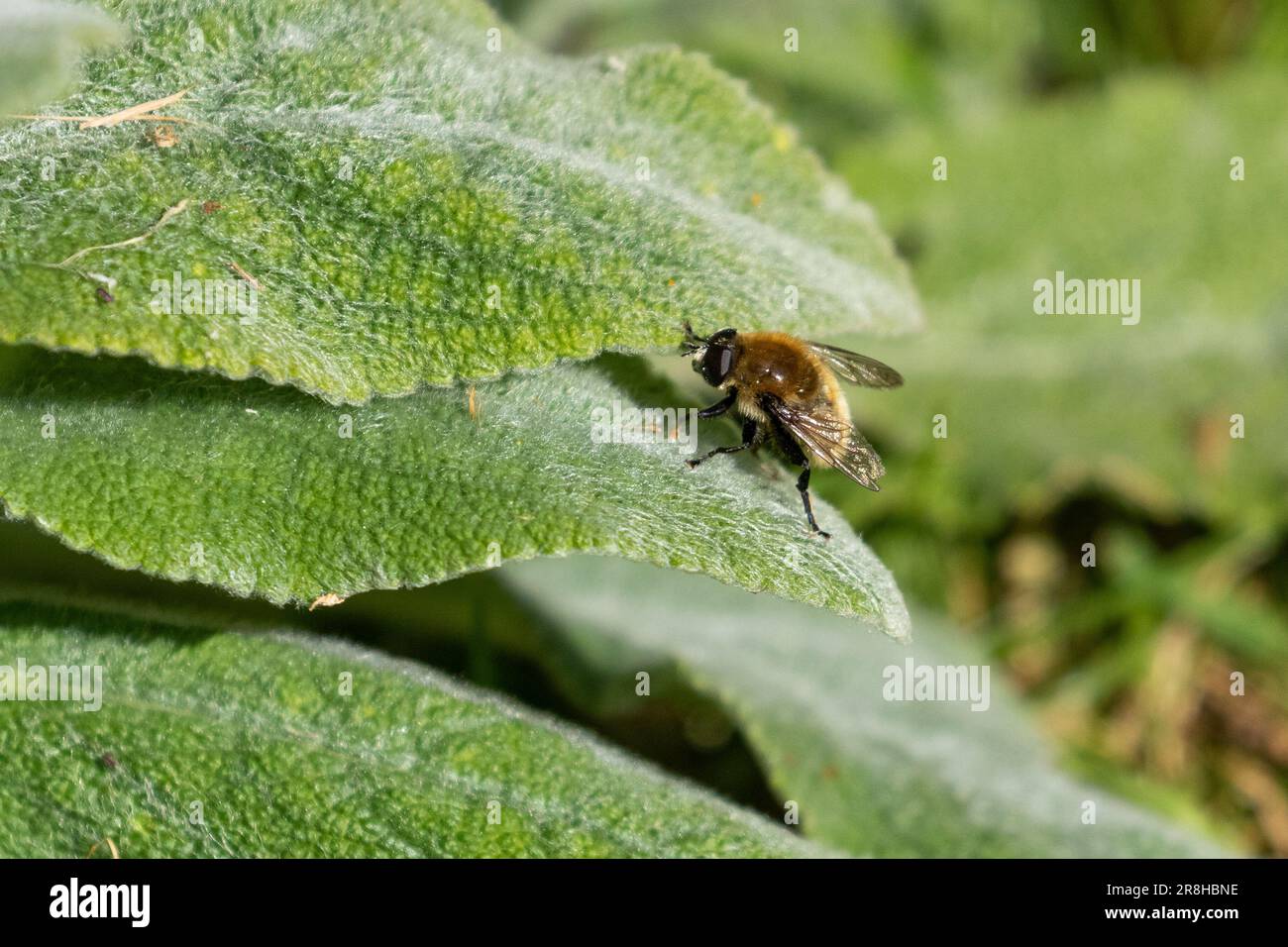 Una singola ape da falegname maschile che si nutre sulle foglie morbide di una pianta di orecchie di agnello.(Stachys Byzantina). Foto Stock