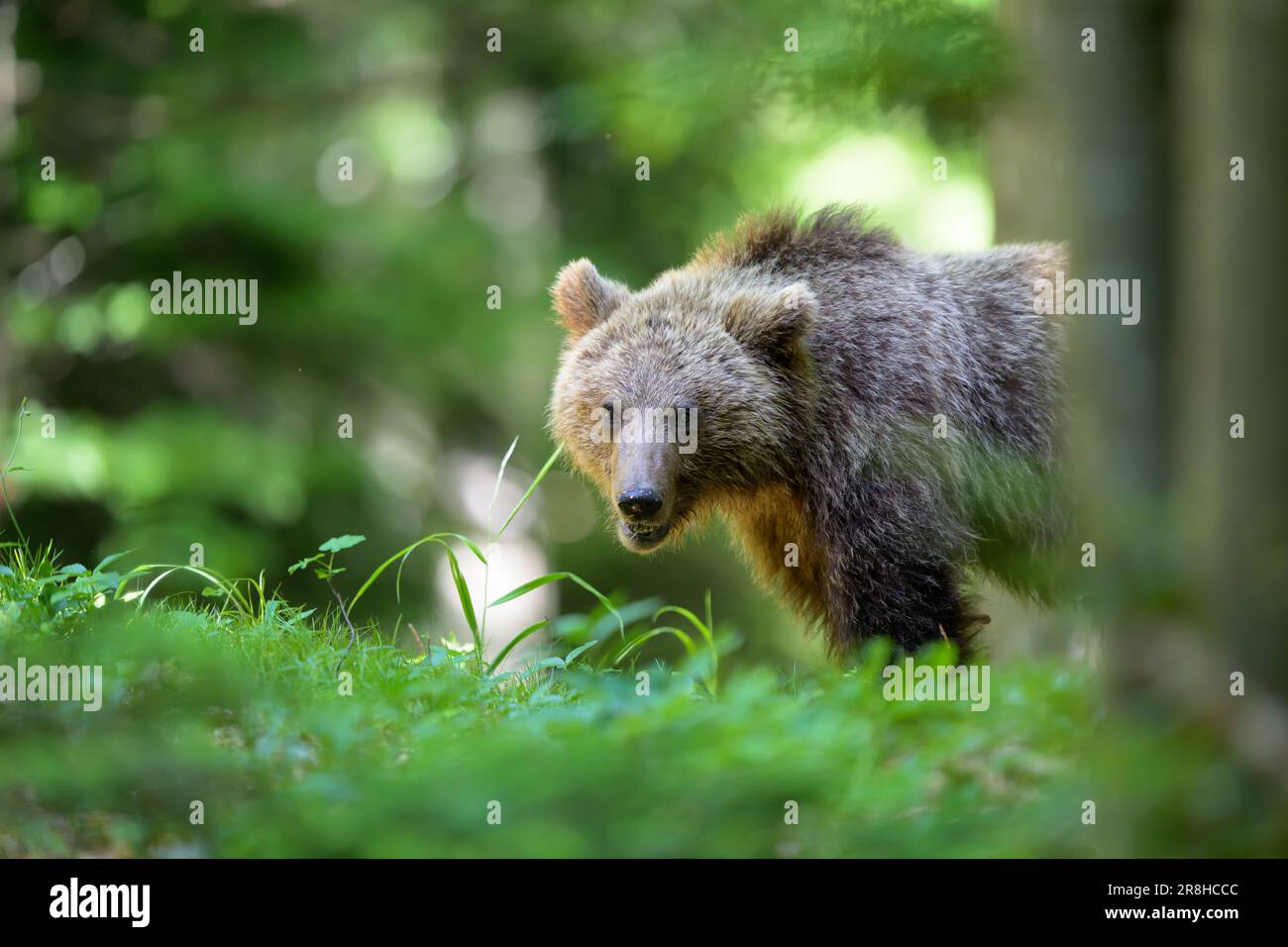 Orso bruno europeo (Ursus arctos) nella foresta Foto Stock