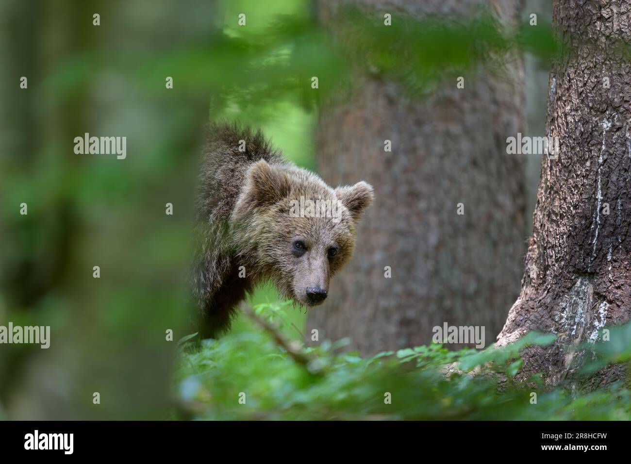 Orso bruno europeo (Ursus arctos) nella foresta Foto Stock