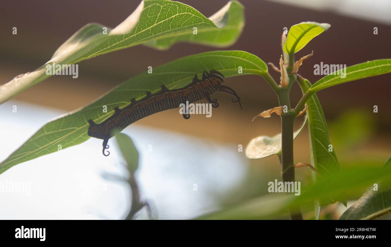 farfalla monarca bruco su una foglia verde con una foglia parzialmente mangiata Foto Stock