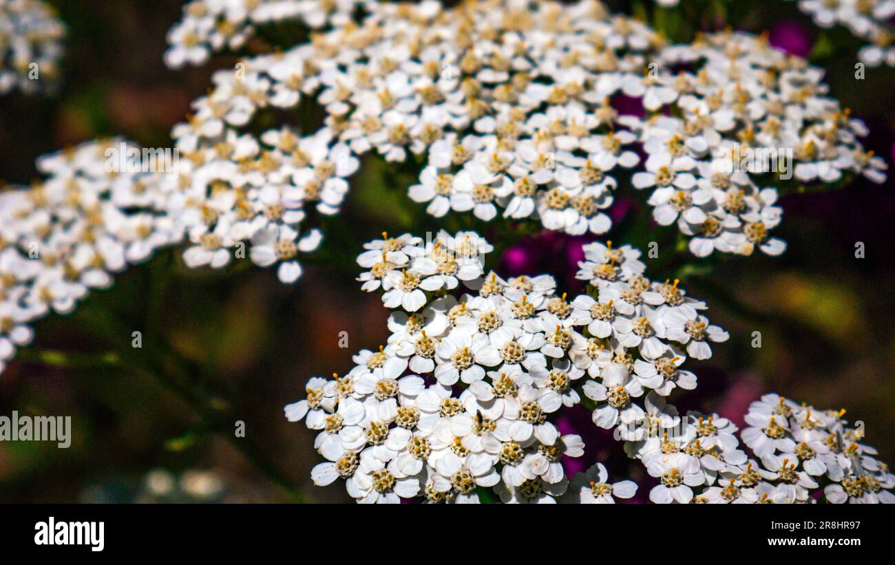 Fiori di carote selvatiche, Daucus carota Foto Stock