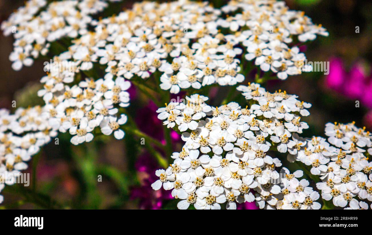 Fiori di carote selvatiche, Daucus carota Foto Stock