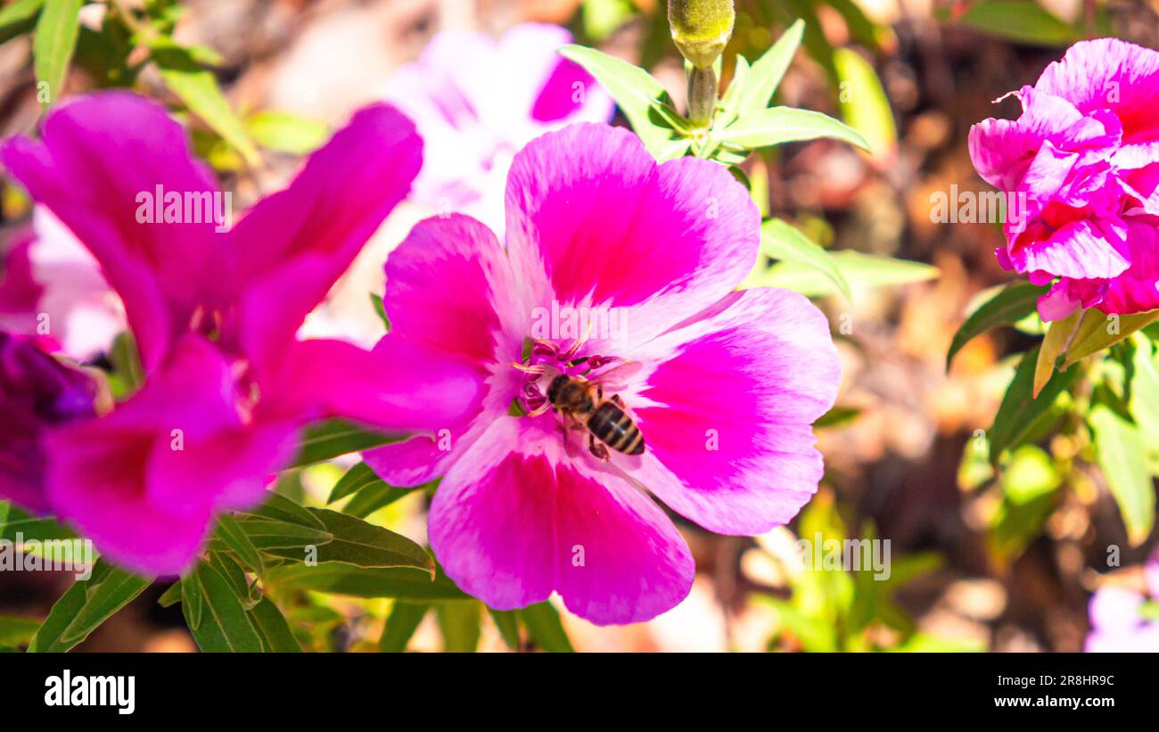 Addio alla primavera, Clarkia amoena, con un'ape che cerca il polline Foto Stock