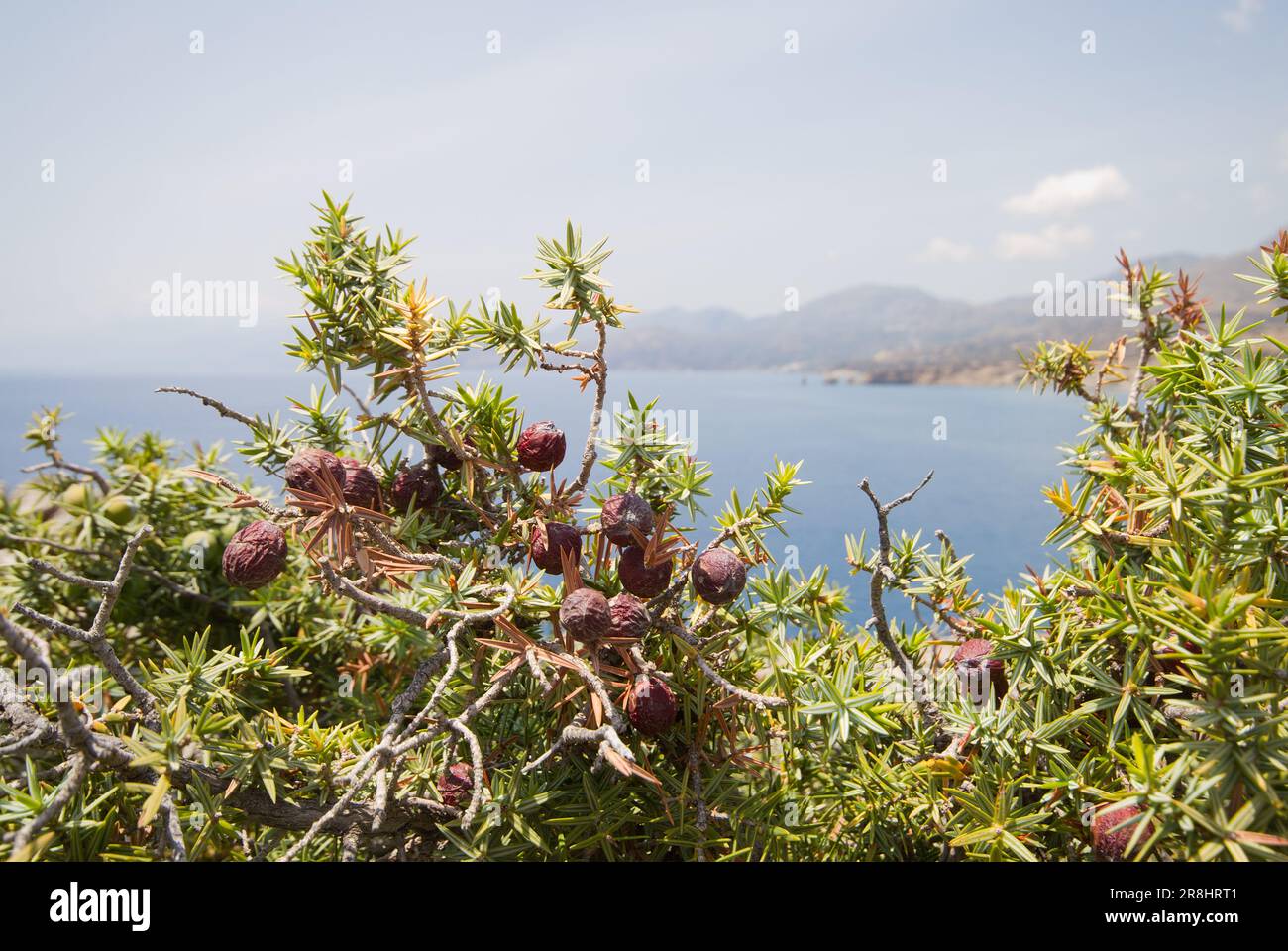 Coni di semi simili a bacche e foglie di ginepro di Cade, sullo sfondo la costa dell'isola greca di Creta. Foto Stock