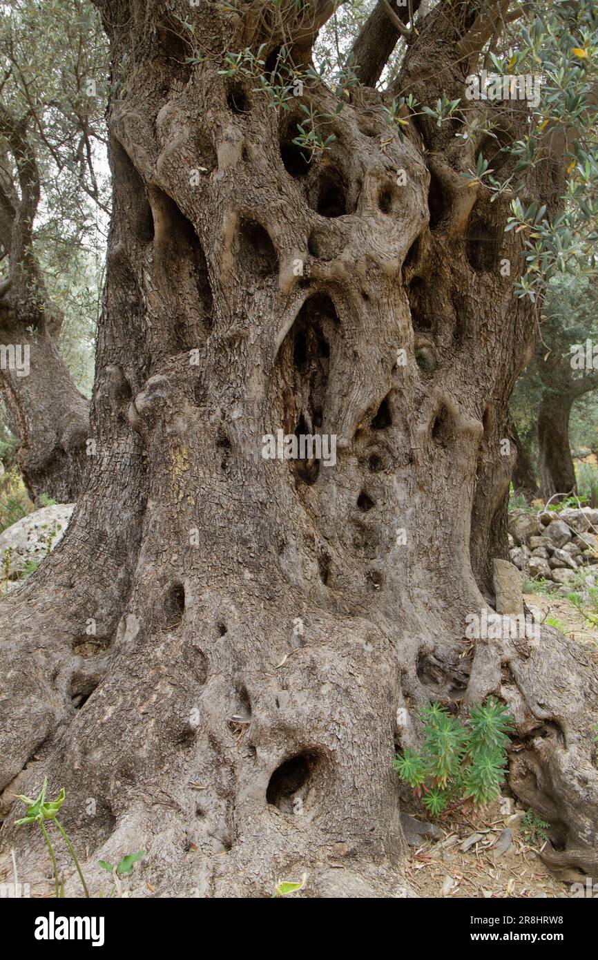 Stelo di un albero d'ulivo molto vecchio Foto Stock