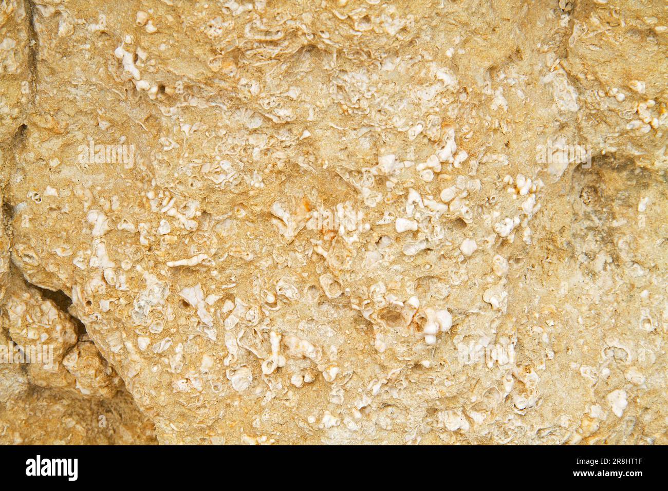 Dettaglio di una roccia calcarea con molte piccole conchiglie fossili Foto Stock
