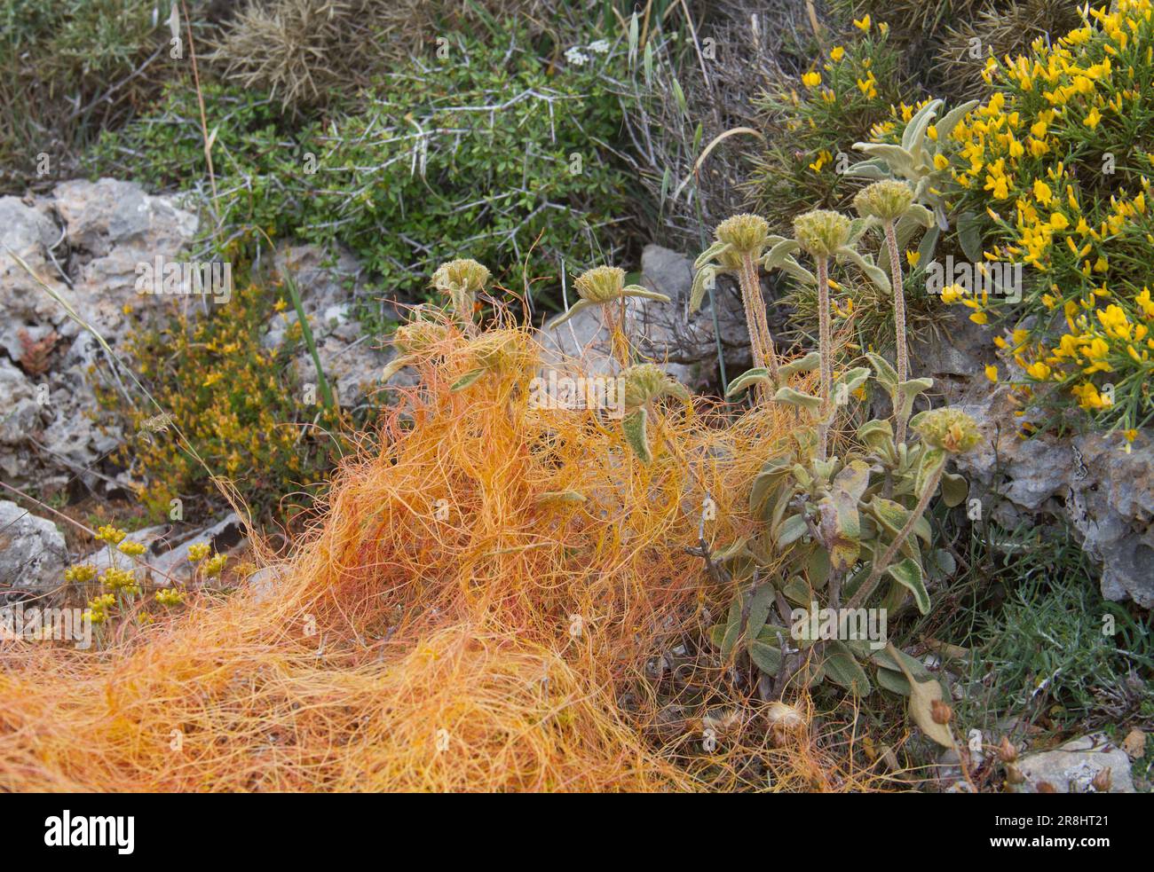 Common Dodder, una pianta parassita che si arrampica sulla salvia di Gerusalemme, una massa di steli da viola a rossiccio simili a fili Foto Stock