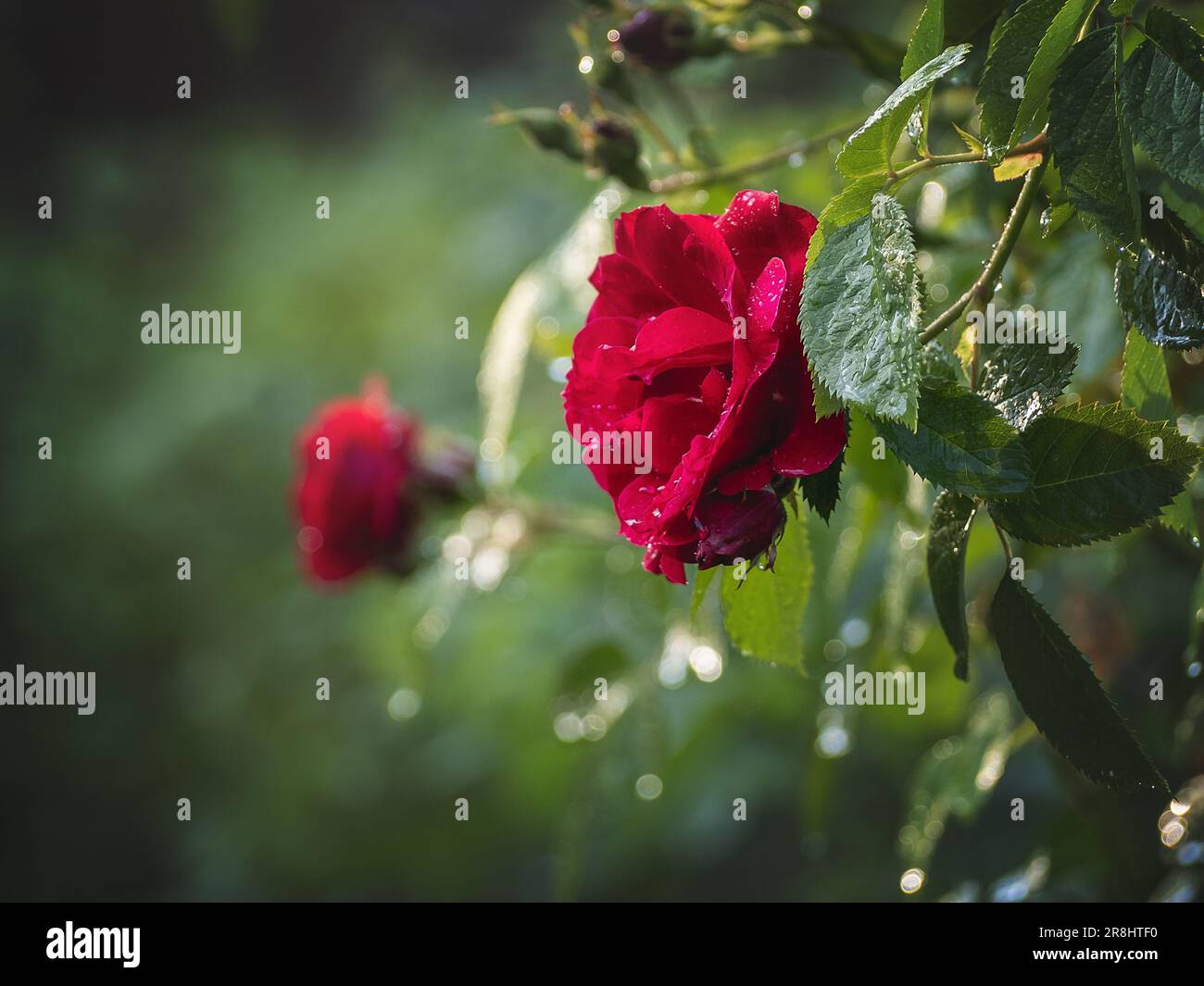 Rose rosse che crescono in un prato. Luce soffusa del mattino. Sfondo sfocato, fotografia macro. Primo piano, non ci sono persone Foto Stock