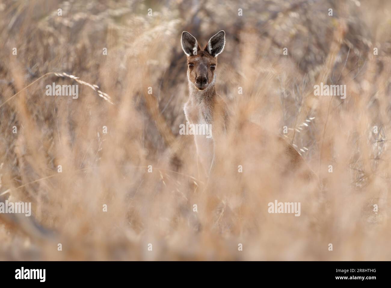 Wallaroo comune - Osphranter robusta anche chiamato euro o collina wallaroo, per lo più notturno e solitario, forte rumore sibilante, sessualmente dimorfico, come m Foto Stock