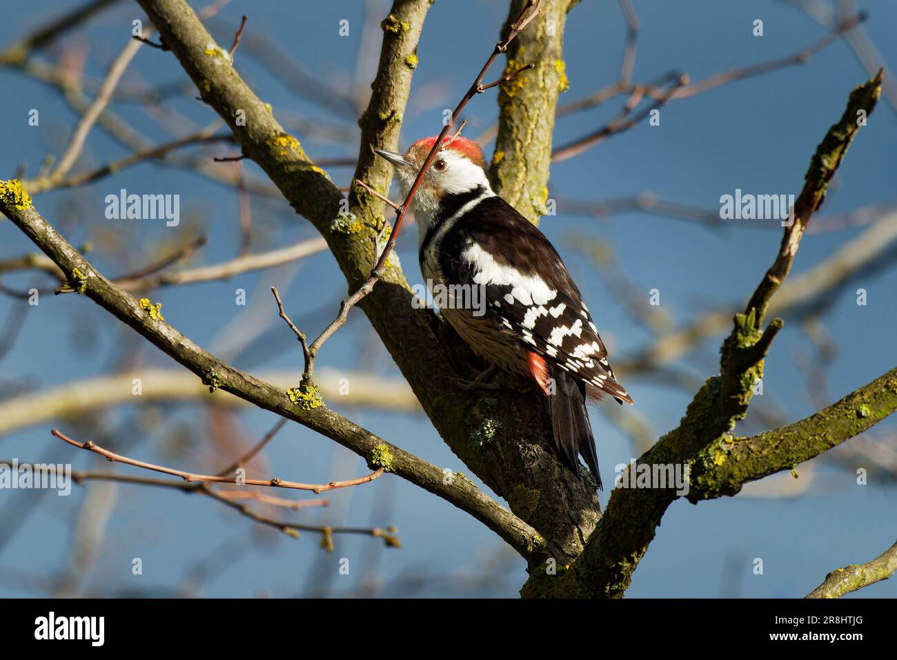 Picchio macchiato medio - Dendrocopos medius seduto sul tronco dell'albero con il becco pieno dell'alimentazione, foresta verde e cielo blu in primavera. Foto Stock