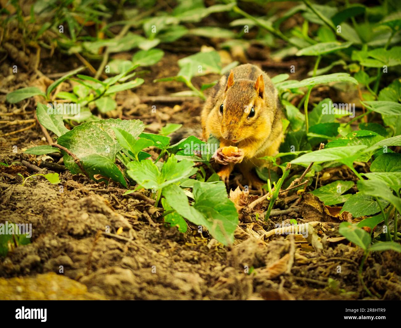 Un simpatico chippmunk a terra mangiare cibo vicino ai cespugli e le piante Foto Stock