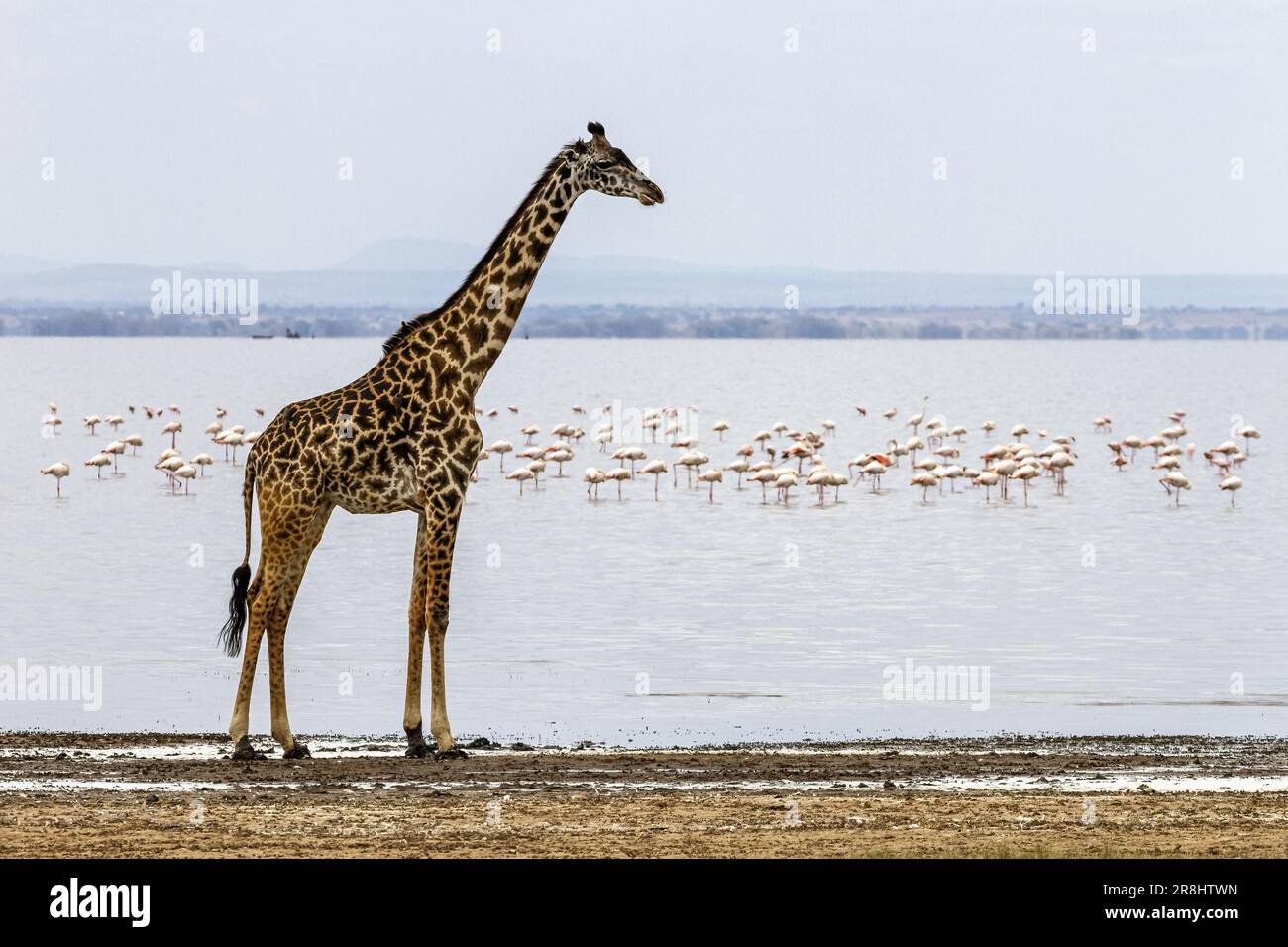 Giraffa masai (Giraffa camelopardalis tippelskirchi), Lago Manyara, Tanzania, Africa Foto Stock