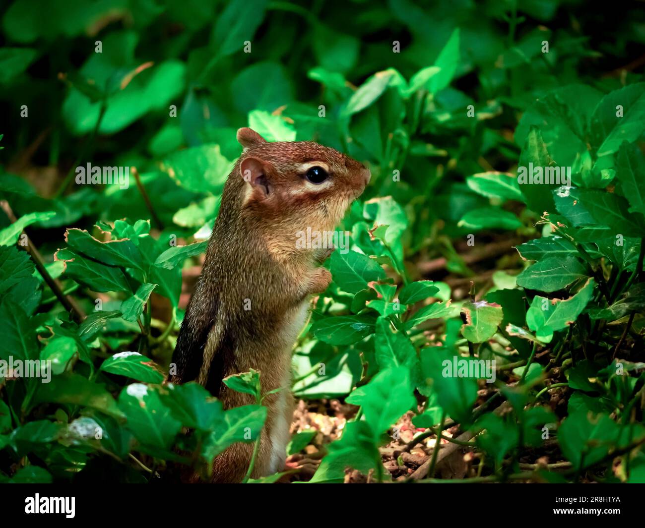 Un simpatico chippmunk sul terreno alla ricerca di cibo vicino ai cespugli e alle piante Foto Stock