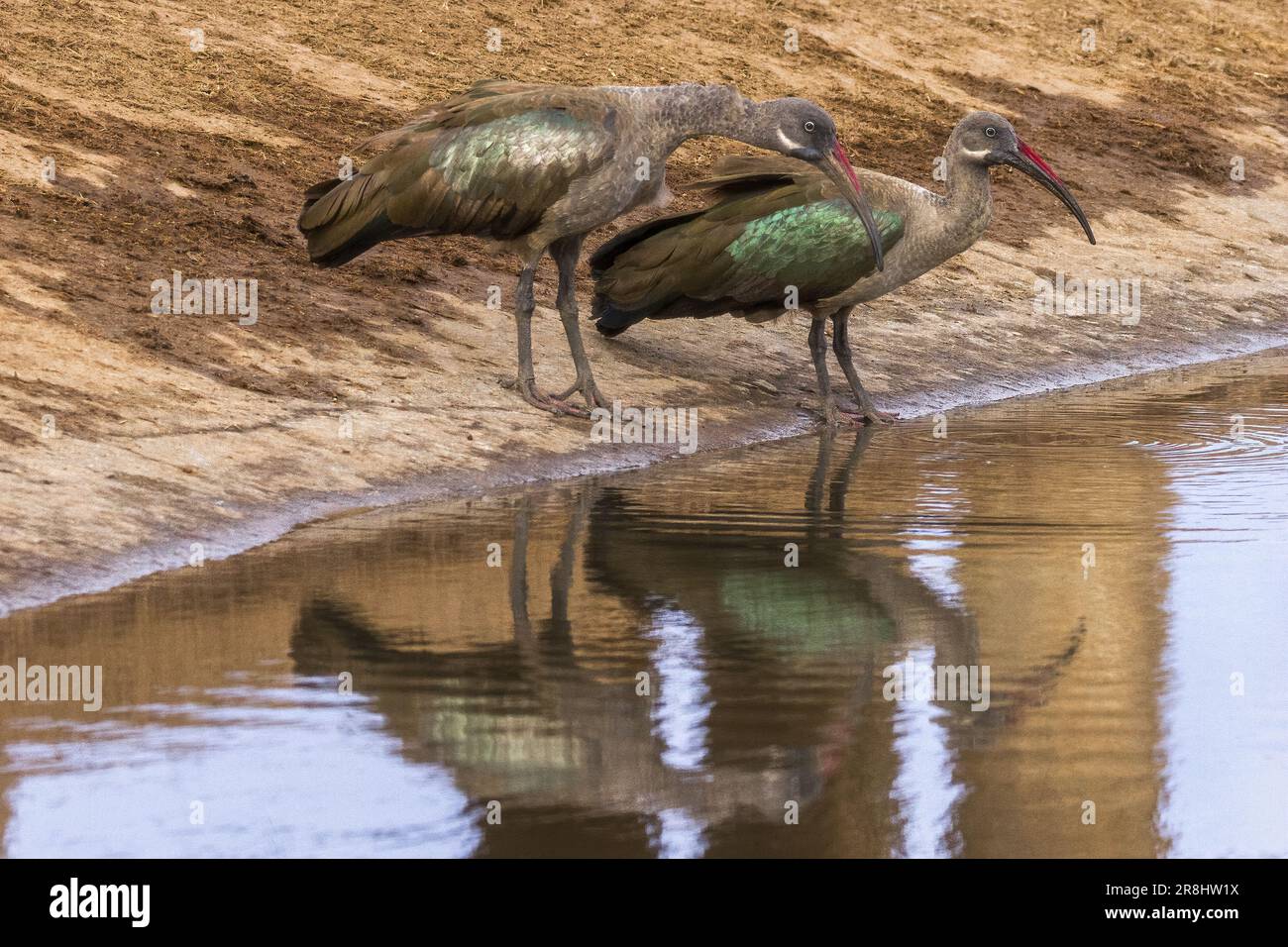 Ibis hadada (Bostrychia hagedash), Kenya, Africa Foto Stock