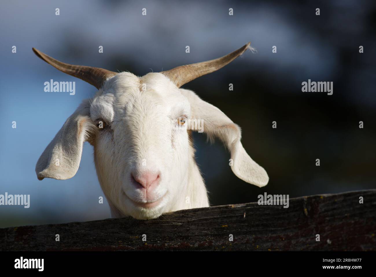 Un primo piano di una capra bianca con corna lunghe e curve, davanti a una recinzione di legno Foto Stock