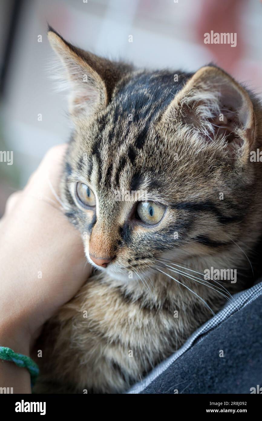 Piccolo gattino tabby grigio-marrone siede tra le braccia di una persona. Carino gatto che guarda in alto curiosamente. Foto Stock