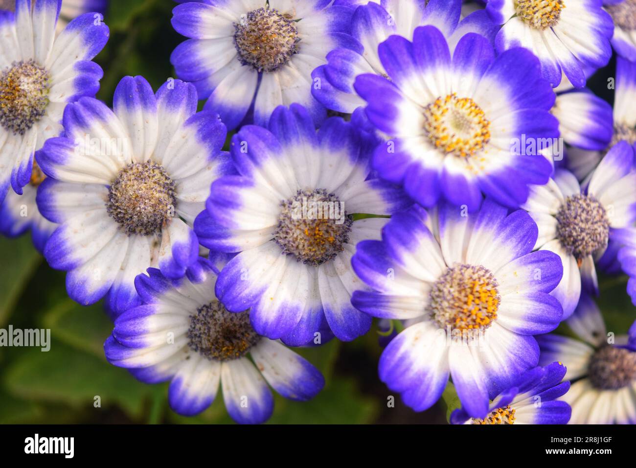 Giardino fiorente con fiori diversi, colori vivaci e forme accattivanti sotto un'incantevole luce ombra Foto Stock