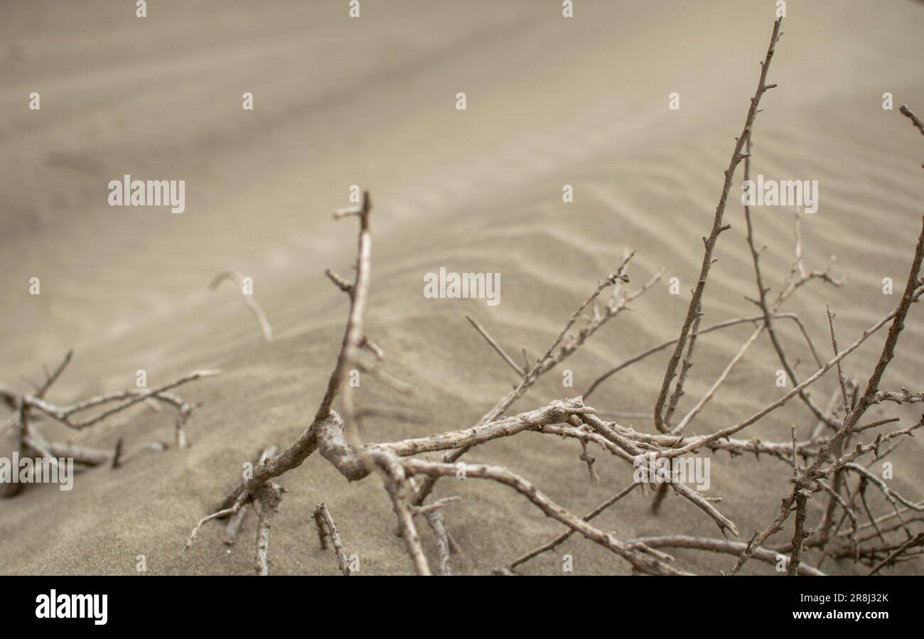 Un'immagine bokeh di dune di sabbia che ricoprono ramoscelli di piante essiccate. Foto Stock