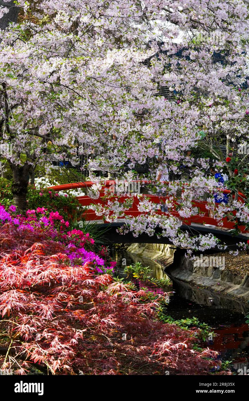 Fiore dei ciliegi pieno fiore al Ponte dei Giardini Giapponesi Foto Stock