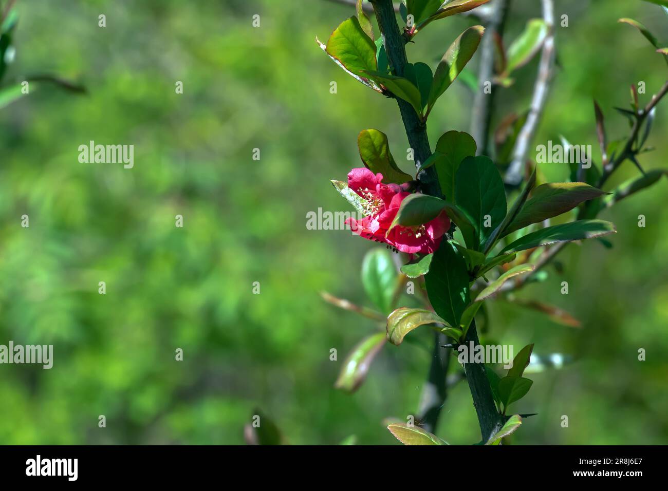 La cotogna ornamentale giapponese in latino Chaenomeles fiorisce nel giardino con fiori rossi Foto Stock