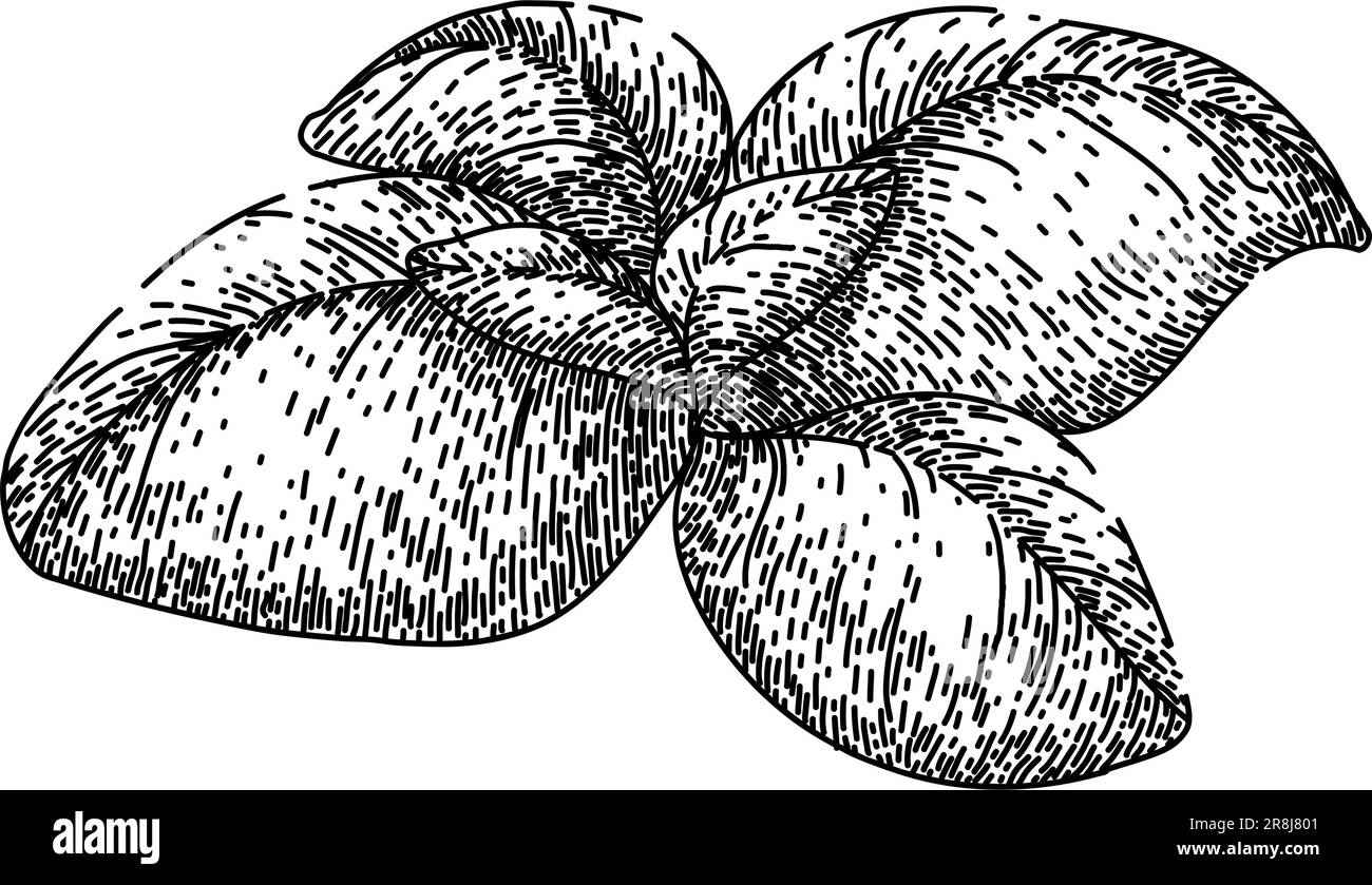 foglia di basilico erba fresca schizzo disegnato a mano vettore Illustrazione Vettoriale