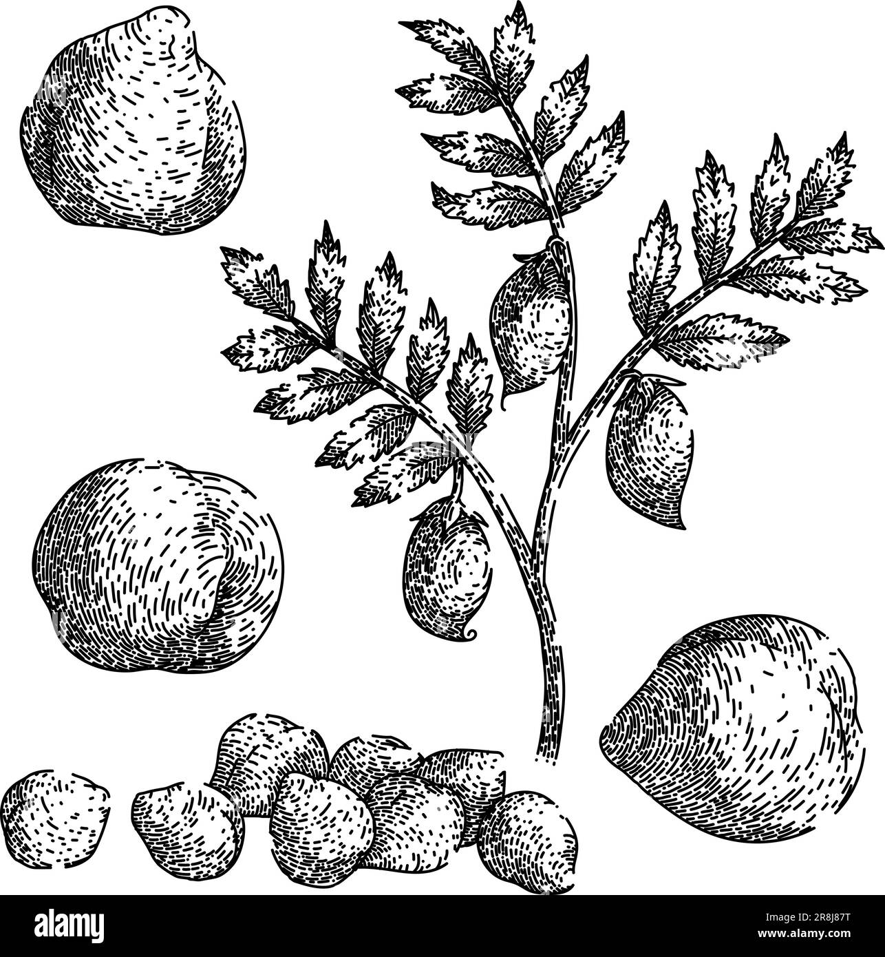 set di hummus di ceci, disegnato a mano da un vettore Illustrazione Vettoriale