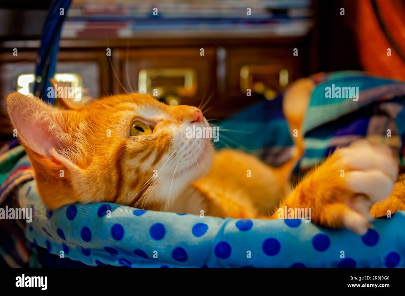 Wolfie, un gattino bianco e arancione di 8 settimane, si stende in un cesto, il 7 giugno 2023, a Coden, Alabama. Gattini arancioni e bianchi, noti anche come marmellata o. Foto Stock