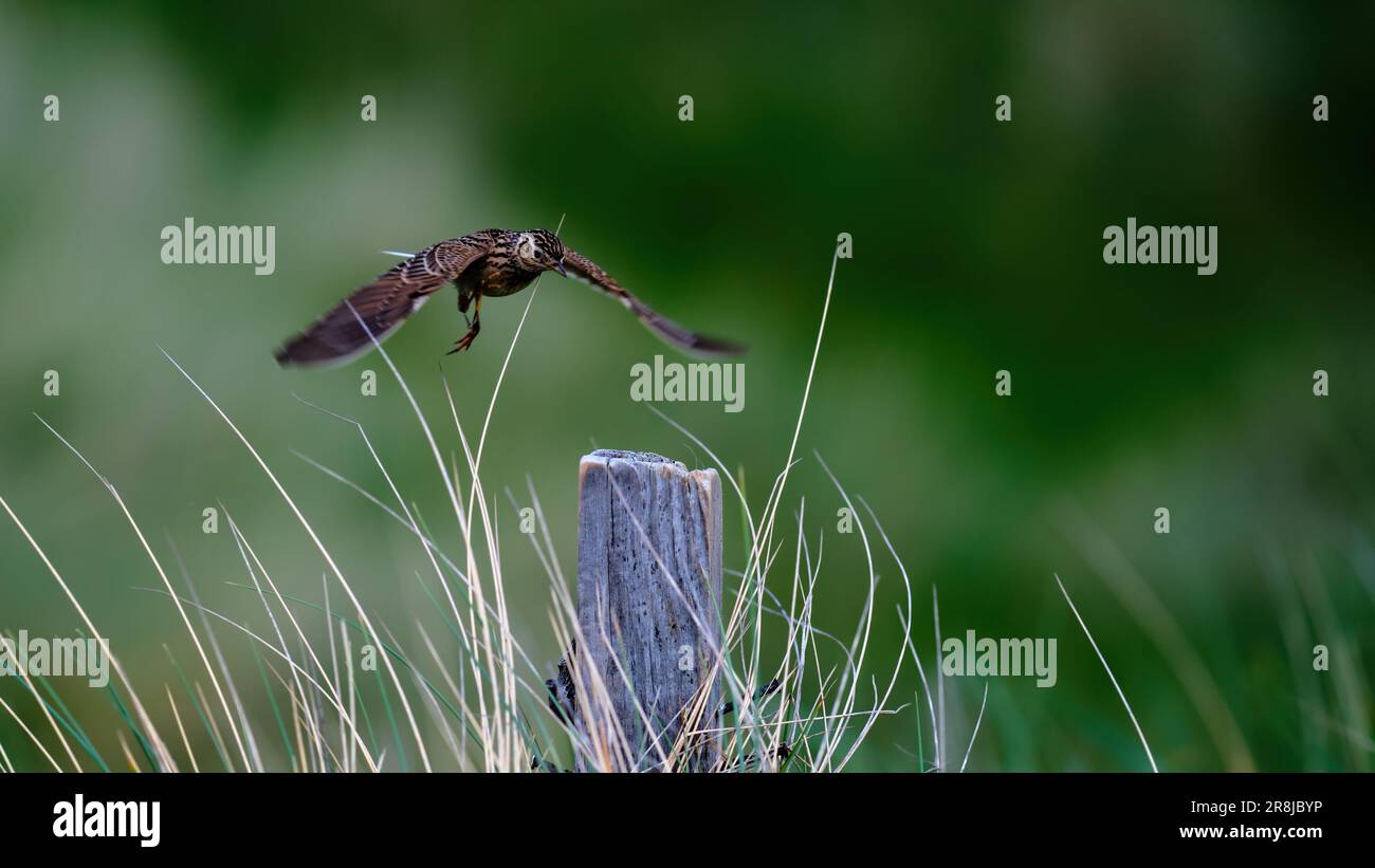 Skylark in volo mostrando le ali e il piumaggio Foto Stock