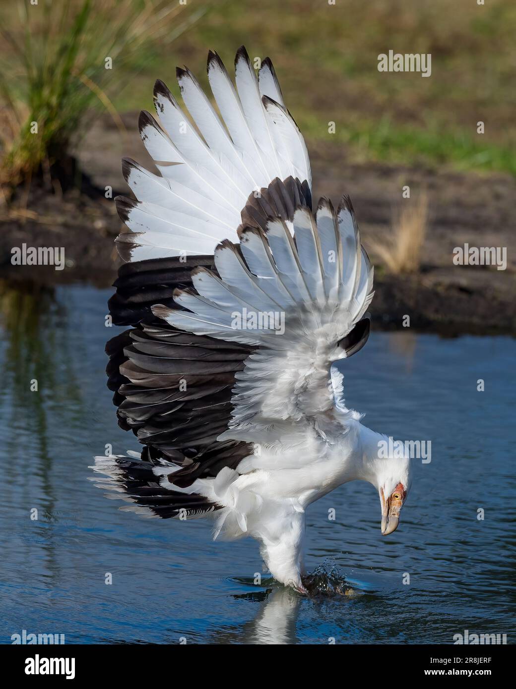 Un avvoltoio di palma in acque poco profonde, che raggiunge il becco in acqua per estrarre un piccolo pezzo di preda per sostentamento Foto Stock