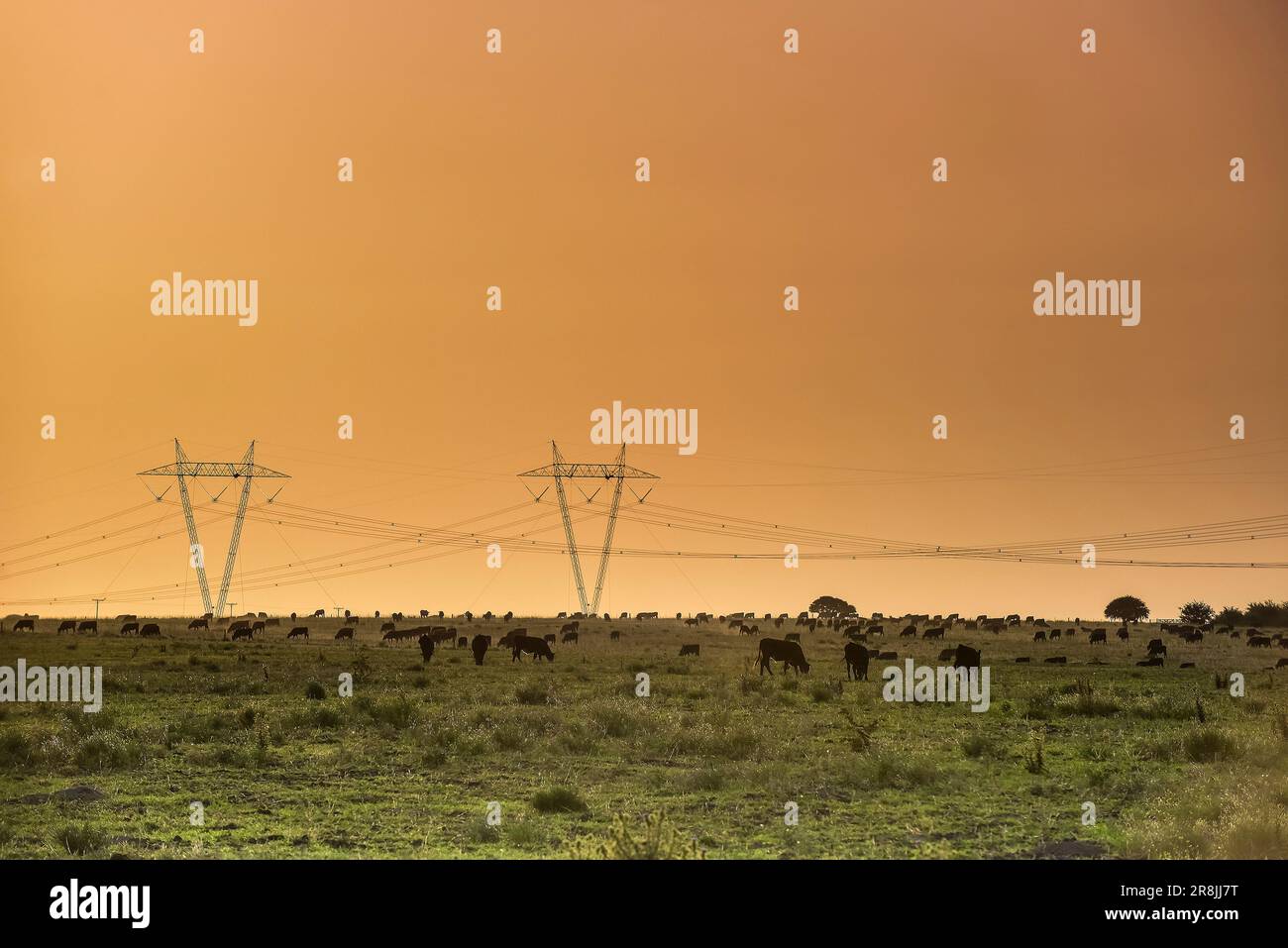 Linea elettrica a Pampas Landscape, provincia di la Pampa, Patagonia, Argentina. Foto Stock