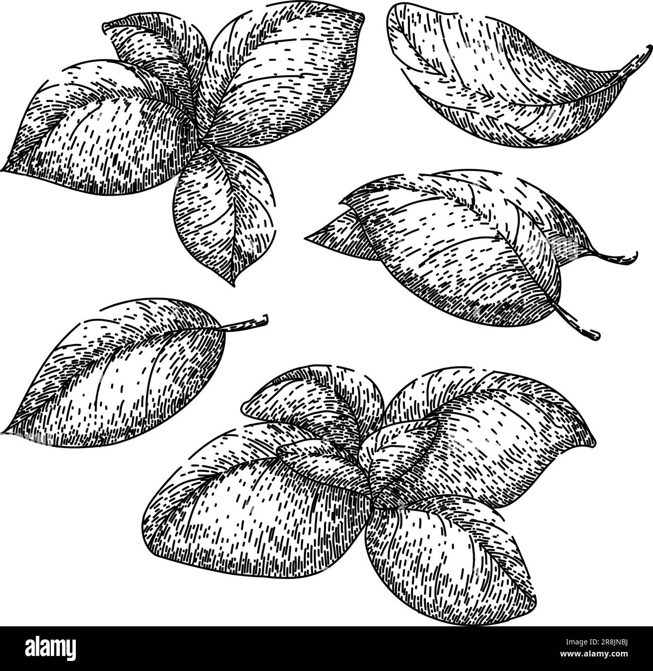 set di erbe con foglia di basilico, disegno a mano vettoriale Illustrazione Vettoriale