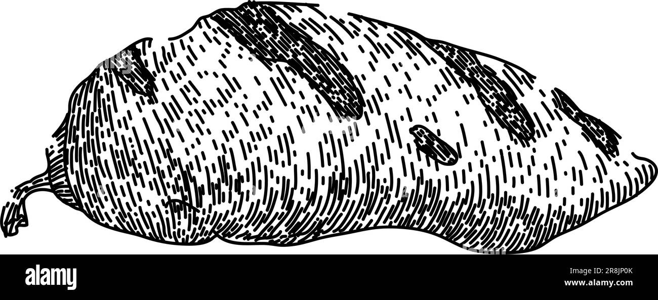 verdure grigliate con patate disegnate a mano Illustrazione Vettoriale