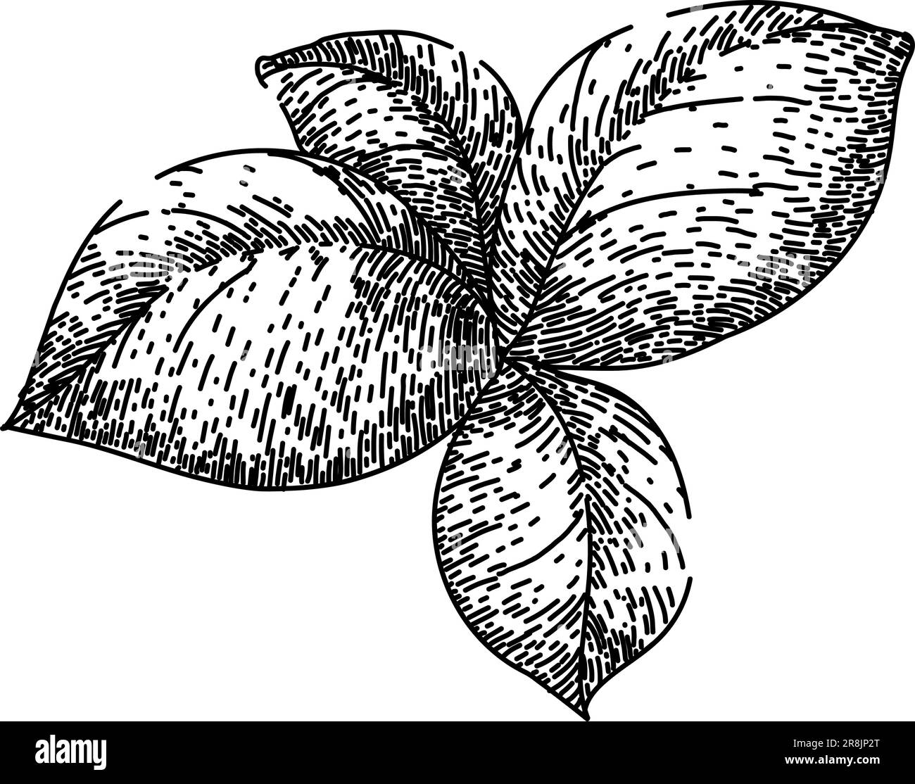 foglia di basilico bozzetto spezie disegnato a mano vettore Illustrazione Vettoriale