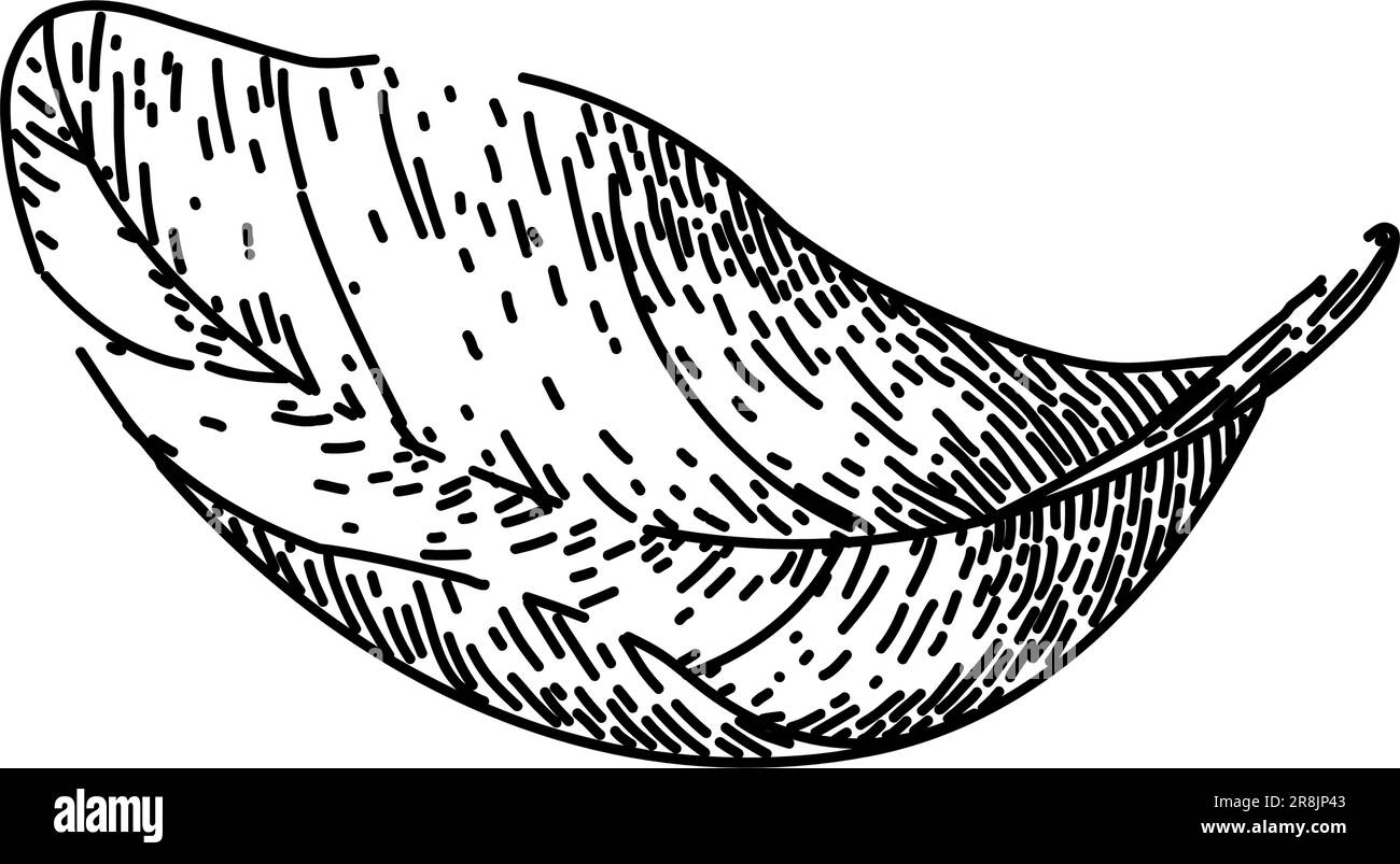 foglie di basilico bozzetto delle erbe vettore disegnato a mano Illustrazione Vettoriale