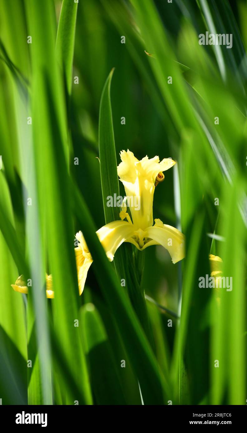 Iris nascosta Foto Stock