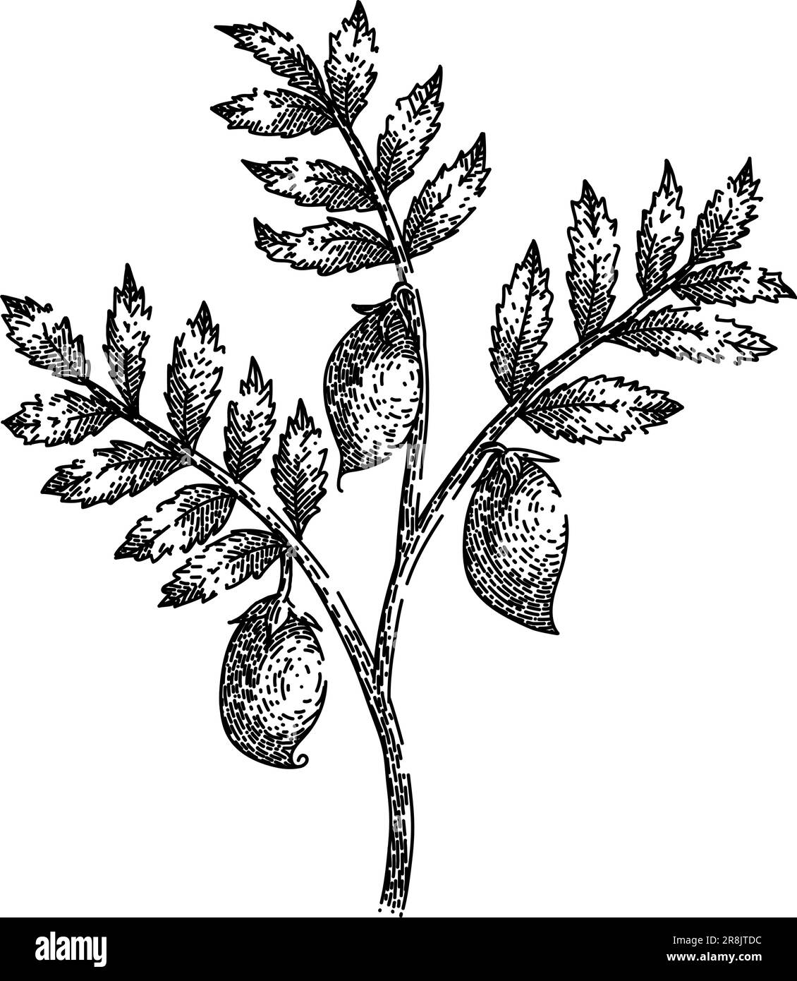 pianta hummus di ceci schizzo vettore disegnato a mano Illustrazione Vettoriale