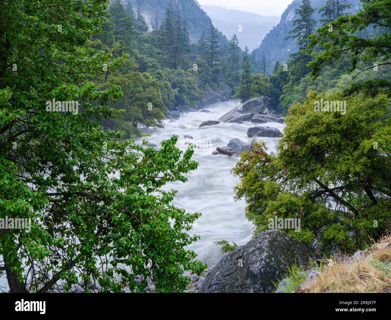 Yosemite sta sperimentando livelli enormi di acqua e neve fusa, con cascate che sgorgano e traboccano di ottimismo enorme Foto Stock