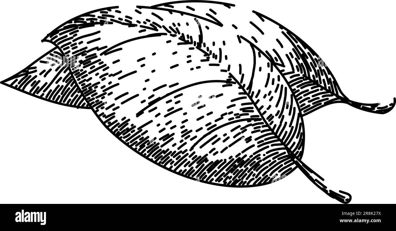 foglia di basilico pianta erbacea disegno vettore disegnato a mano Illustrazione Vettoriale