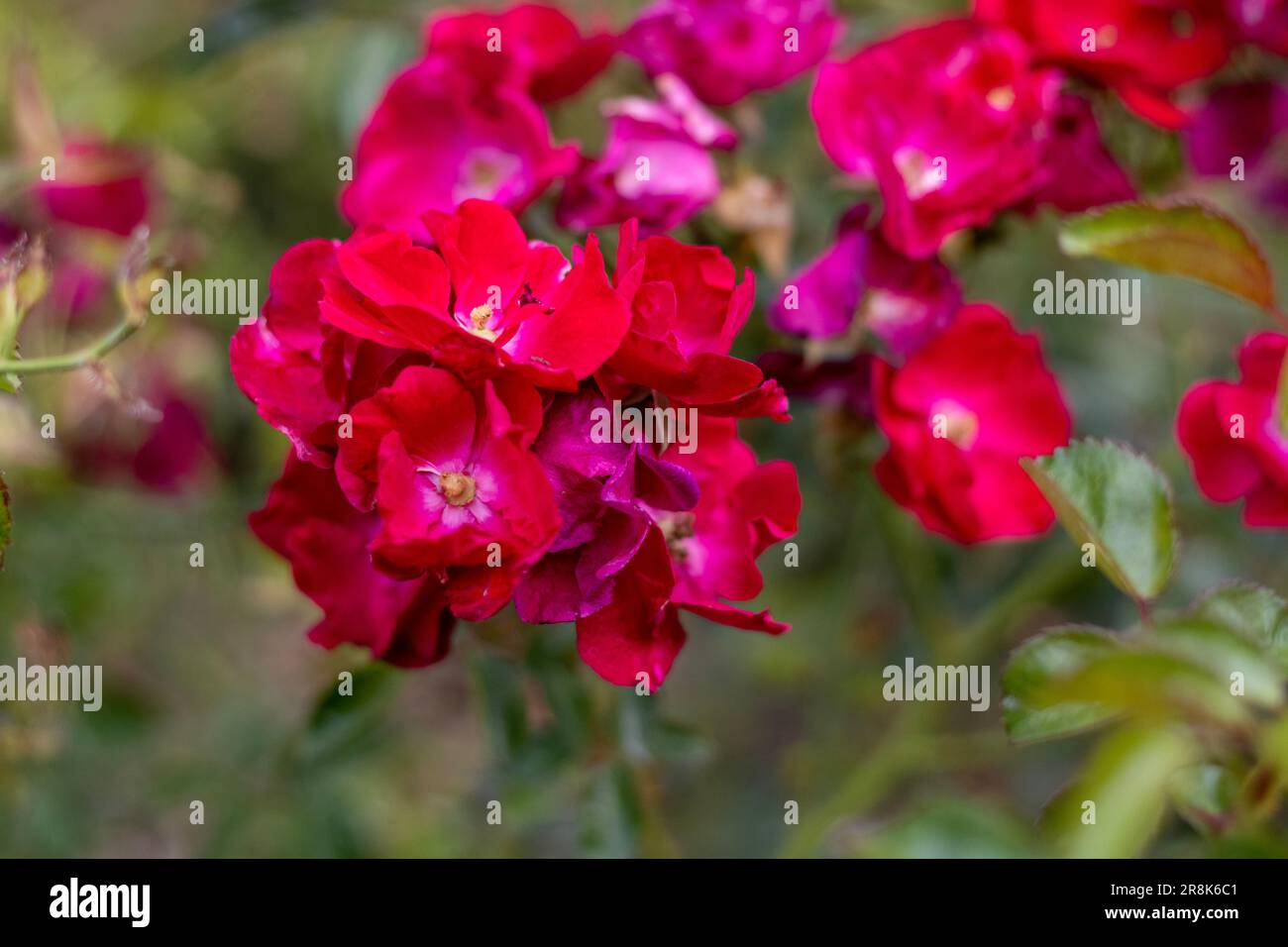 Red Flowers 6-14-2023 Foto Stock